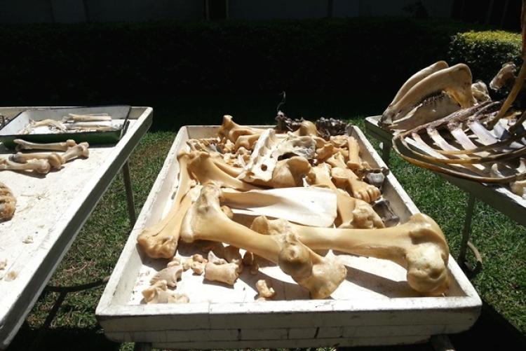 Skeleton Process drying 3