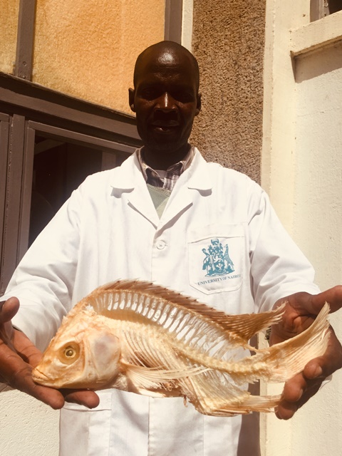 Mr. Francis Holds up a finished fish skeleton