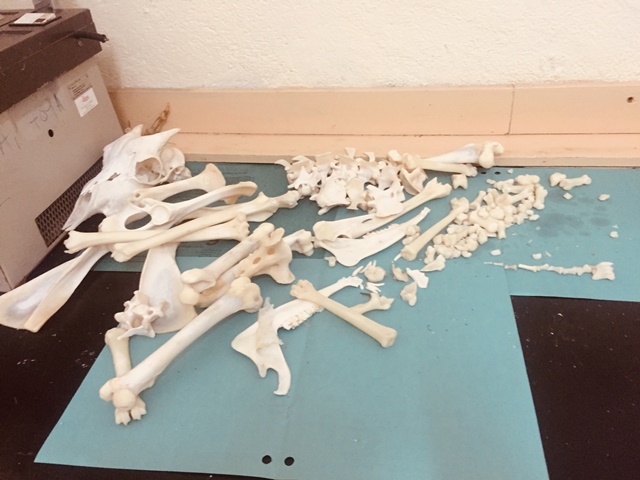 Bones being dried for assembly